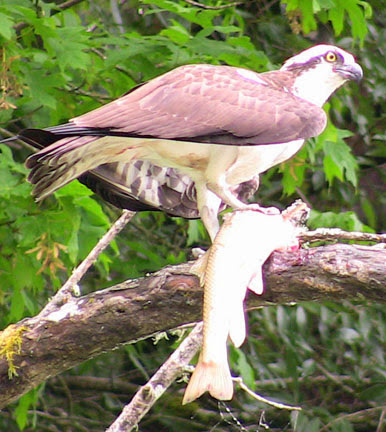 Canoe & Kayak Rental Service «Watertreks Eco-Tours Jenner Kayaks», reviews and photos, 10438 CA-1, Jenner, CA 95450, USA