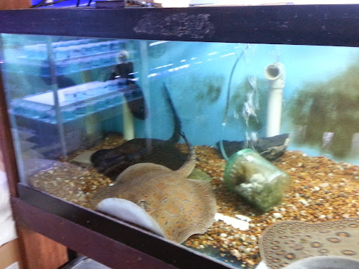 Pet Store «Forest Lake Pets», reviews and photos, 120 Lake St N, Forest Lake, MN 55025, USA