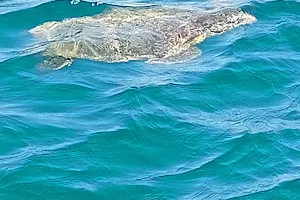 Mermaidtours-crete image