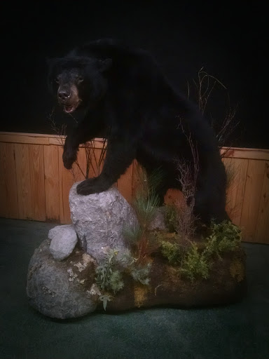 Taxidermist «HighPoint Taxidermy And Outfutters», reviews and photos, 14860 OH-13, Thornville, OH 43076, USA