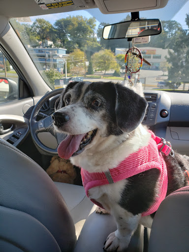 Pet Store «Pet Goods», reviews and photos, 1125 Central Park Ave, Scarsdale, NY 10583, USA