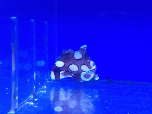 Aquarium «Oceans Direct», reviews and photos, 215 W State Rd 434, Longwood, FL 32750, USA