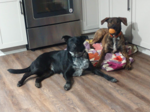 Pet Supply Store «Petco Animal Supplies», reviews and photos, 2807 Wilma Rudolph Blvd, Clarksville, TN 37040, USA