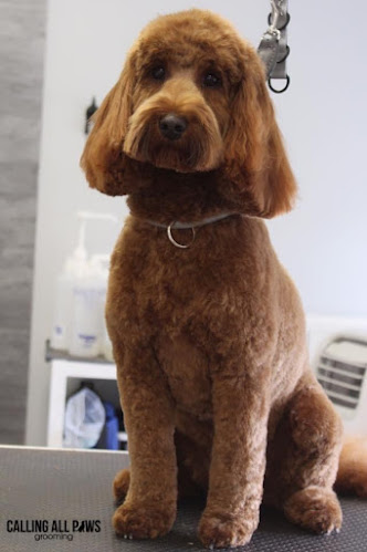 Reviews of Calling all paws grooming Nottingham in Nottingham - Dog trainer