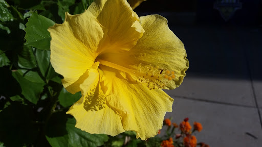 Park «Louisville Waterfront Park (Great Lawn, Harbor Lawn, Festival Plaza)», reviews and photos, 231 Witherspoon St, Louisville, KY 40202, USA