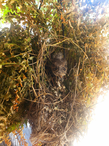 Museum «Brucemore», reviews and photos, 2160 Linden Dr SE, Cedar Rapids, IA 52403, USA