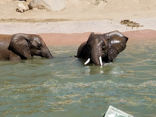 Institute for Conservation Research - San Diego Zoo (Beckman Center)