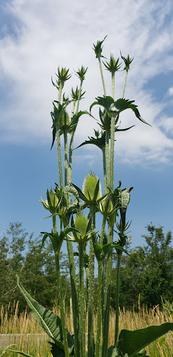 Golf Course «Lyon Oaks Golf Club», reviews and photos, 52251 Pontiac Trail, Wixom, MI 48393, USA
