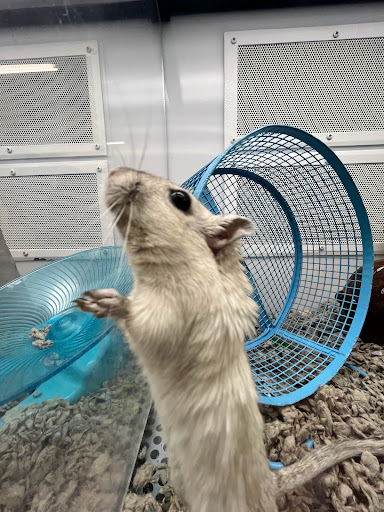 Pet Supply Store «Petco Animal Supplies», reviews and photos, 710 W 66th St, Richfield, MN 55423, USA