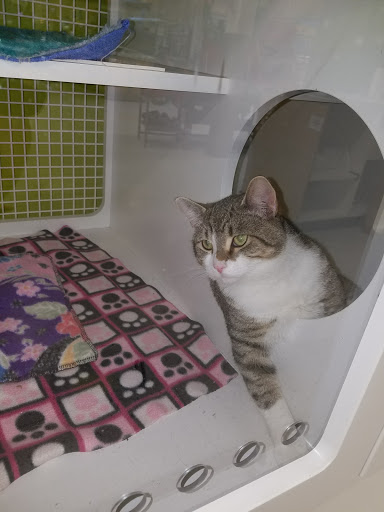 Pet Supply Store «Petco Animal Supplies», reviews and photos, 2617 196th St SW #141, Lynnwood, WA 98036, USA