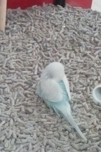 Pet Supply Store «Petco Animal Supplies», reviews and photos, 1401 E Spring Valley Rd, Richardson, TX 75081, USA