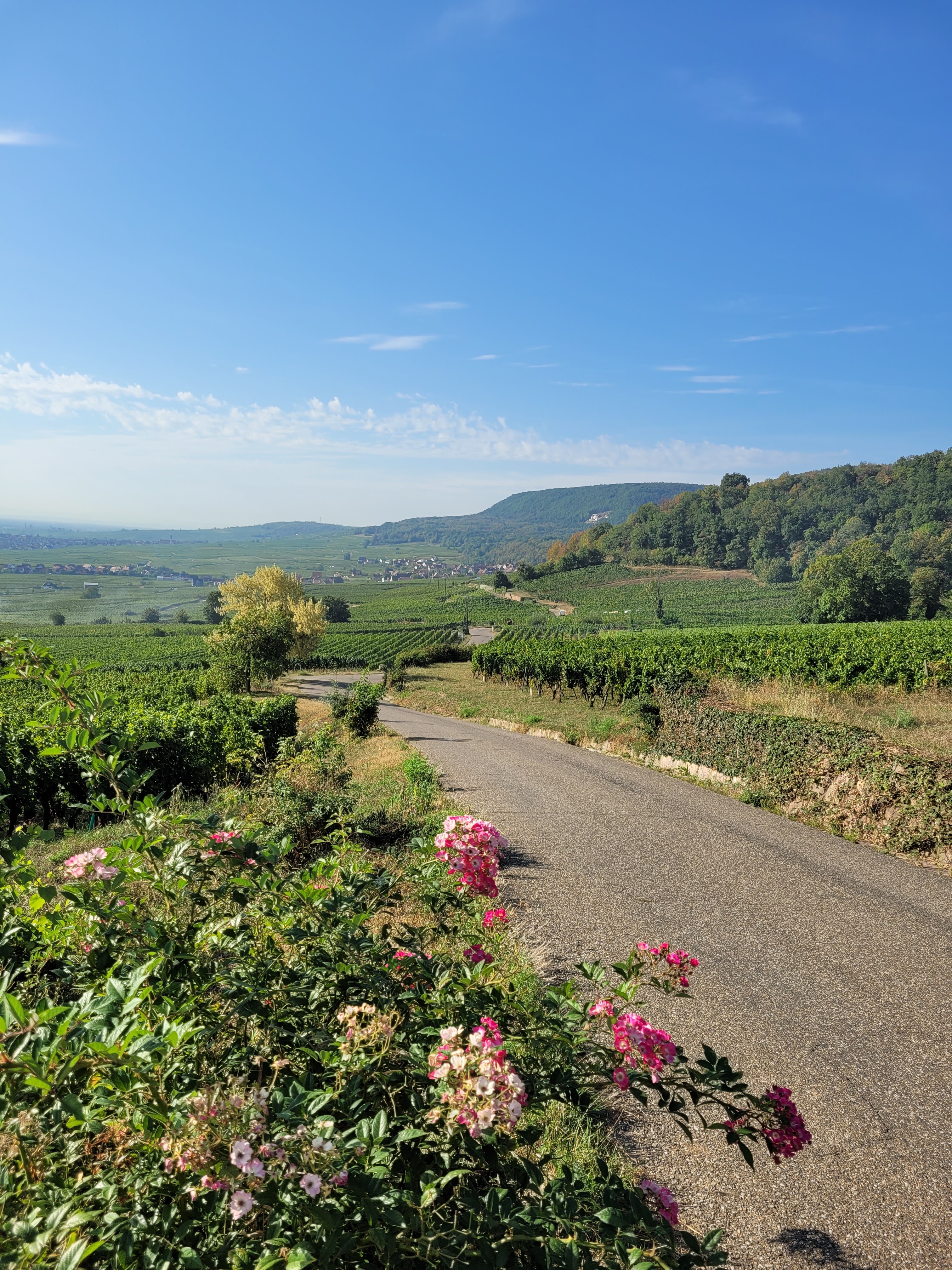 Photo n° 1 de l'avis de ARMAND. fait le 25/10/2023 à 14:17