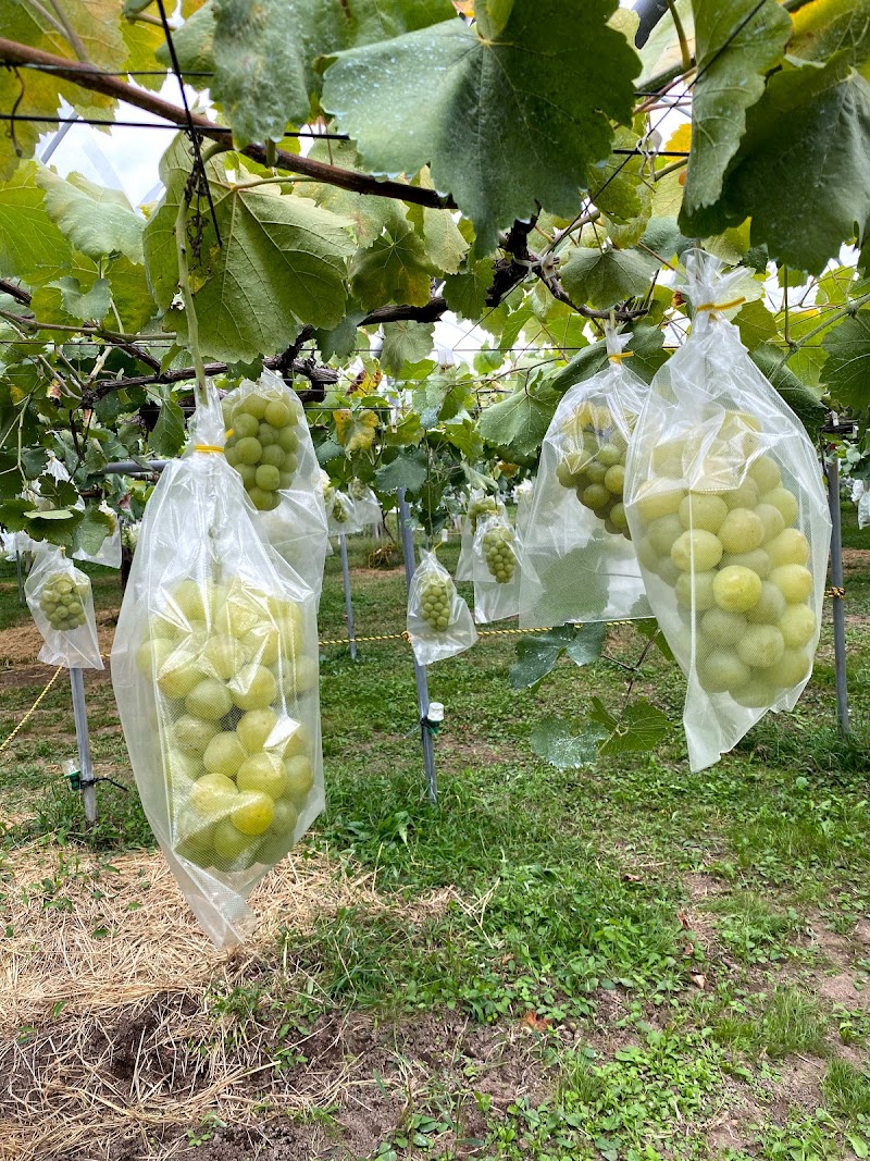 ぶどう狩りの関観光農園 長野県東御市和 ブドウ園 グルコミ