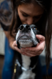 Presentable K-9 - Photo 2 - Car repair in Plainfield, IL, Aurora