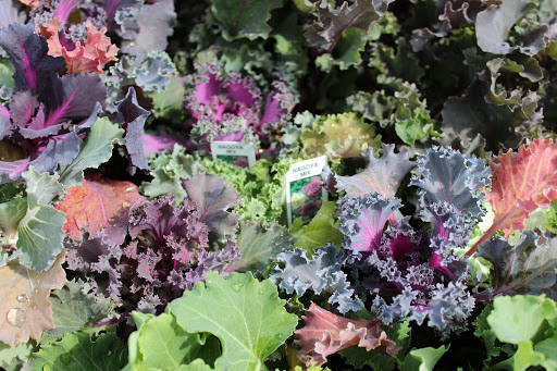 Farm «Pope Farms Produce & Garden Center», reviews and photos, 6501 W 28th St, Greeley, CO 80634, USA