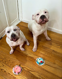 For Dog's Sake - Photo 7 - Car repair in Chicago, IL, Chicago