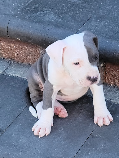 28758 Inkster Rd, Inkster, MI 48141, USA