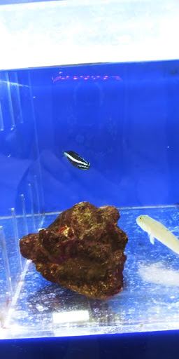 Pet Store «The Pet Zone», reviews and photos, 20 W Oak St, Pittston, PA 18640, USA