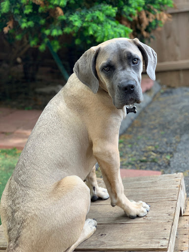 Pet Groomer «Doggie Style Bowtique», reviews and photos, 1713 Westport Rd, Kansas City, MO 64111, USA