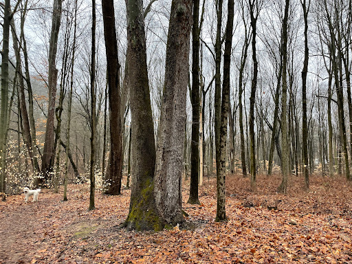 Nature Preserve «Cotton Hollow Preserve», reviews and photos, 493 Hopewell Rd, South Glastonbury, CT 06073, USA