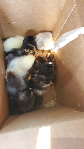 Pet Supply Store «Bradshaw Feed & Pet Supply», reviews and photos, 7285 Bradshaw Rd, Sacramento, CA 95829, USA