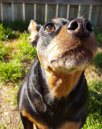 K9 Dorms (Dog Boarding and Waterpark) - Photo 4 - Car repair in Altoona, WI, Eau Claire
