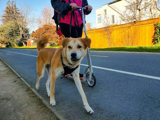 Dog walker Berkeley