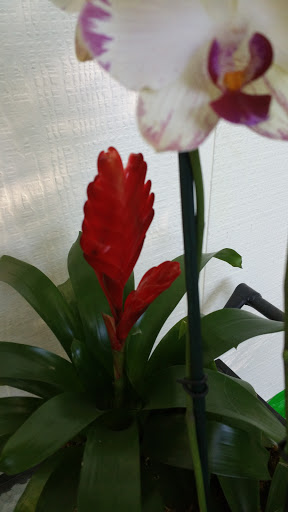 National Park «Guilford Courthouse National Military Park», reviews and photos, 2332 New Garden Rd, Greensboro, NC 27410, USA