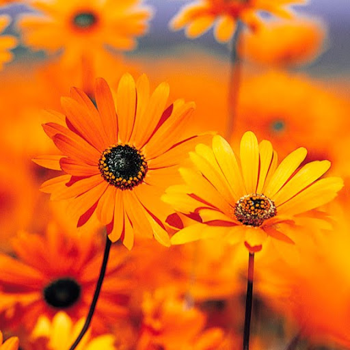 Gym «Fitness Connection», reviews and photos, 2021 N Town E Blvd, Mesquite, TX 75150, USA