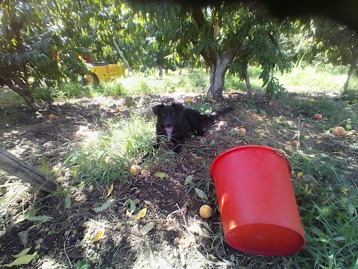 Stadium «Dean E. Smith Center», reviews and photos, 300 Skipper Bowles Dr, Chapel Hill, NC 27514, USA