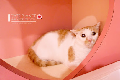 貓星球貓咪旅館 / 到府照顧貓咪服務 - 板橋純貓旅館