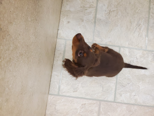 Pet Supply Store «Your Pet Experts», reviews and photos, 1665 State Hill Rd #490, Wyomissing, PA 19610, USA