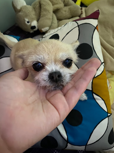 Pet Groomer «Weymouth Dog Shop», reviews and photos, 1192 Washington St, East Weymouth, MA 02189, USA