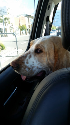 Pet Supply Store «Petco Animal Supplies», reviews and photos, 195 E 12300 S, Draper, UT 84020, USA