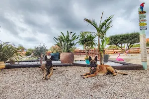 Tiki Ohana - Resort Canino, Mondioring y Adiestramiento image