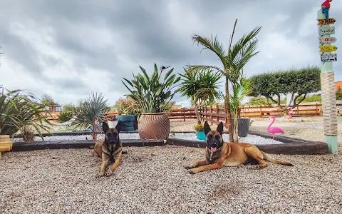 Tiki Ohana - Resort Canino, Mondioring y Adiestramiento image