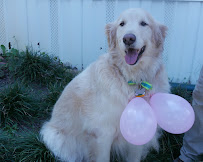 Walks And Wags, Inc - Photo 8 - Car repair in Mobile, AL, Mobile