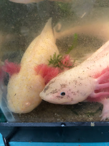 Computer Store «BrainWave Computers», reviews and photos, 8610 SW Scholls Ferry Rd, Beaverton, OR 97006, USA