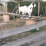 Photo n° 8 de l'avis de benedicte.e fait le 31/07/2022 à 16:10 pour Camping Seasonova Etennemare à Saint-Valery-en-Caux