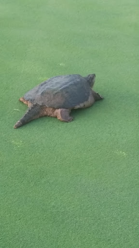 Golf Course «Stonebriar Country Club», reviews and photos, 5050 Country Club Dr, Frisco, TX 75034, USA