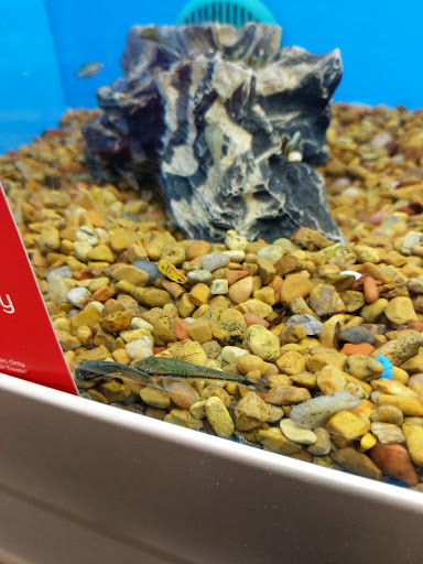 Pet Supply Store «PetSmart», reviews and photos, 6106 Shops Way, Northborough, MA 01532, USA