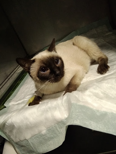 Pedigree Clínica Veterinaria en Almería