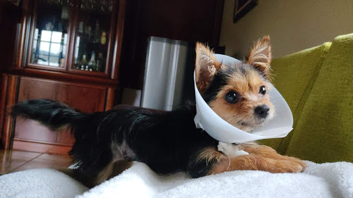 Centro veterinario MOM - Oza dos Ríos