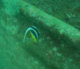 Silent Divers photo