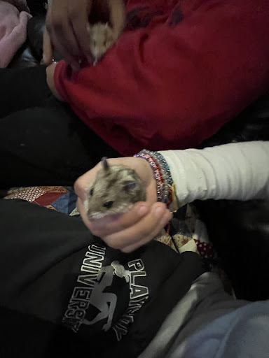 Pet Store «Pet Town», reviews and photos, 7804 Florence Ave, Downey, CA 90240, USA