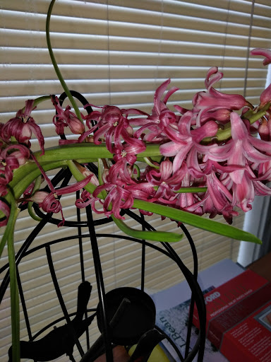 Supermarket «ALDI», reviews and photos, 2967 E Big Beaver Rd, Troy, MI 48083, USA