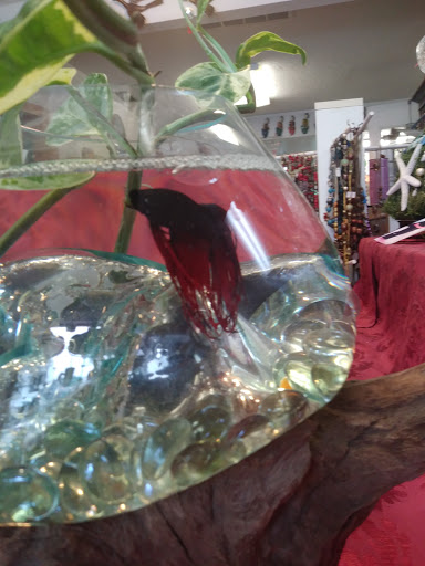 Florist «Thai-Rific Orchids Inc», reviews and photos, 5313 Gulfport Blvd S, Gulfport, FL 33707, USA