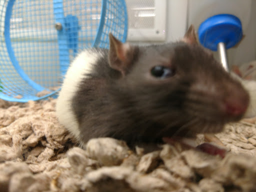 Pet Supply Store «Petco Animal Supplies», reviews and photos, 901 W