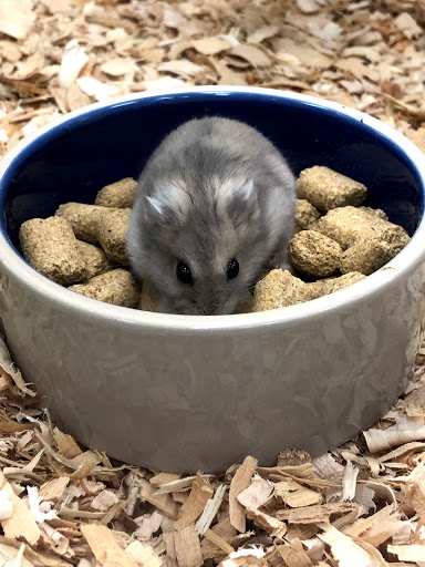 Pet Supply Store «Pet Supermarket», reviews and photos, 1080 Alafaya Trail, Oviedo, FL 32765, USA