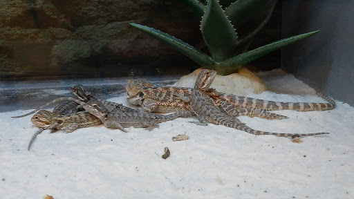 Pet Supply Store «Petco Animal Supplies», reviews and photos, 1951 N Military Trl c, West Palm Beach, FL 33409, USA